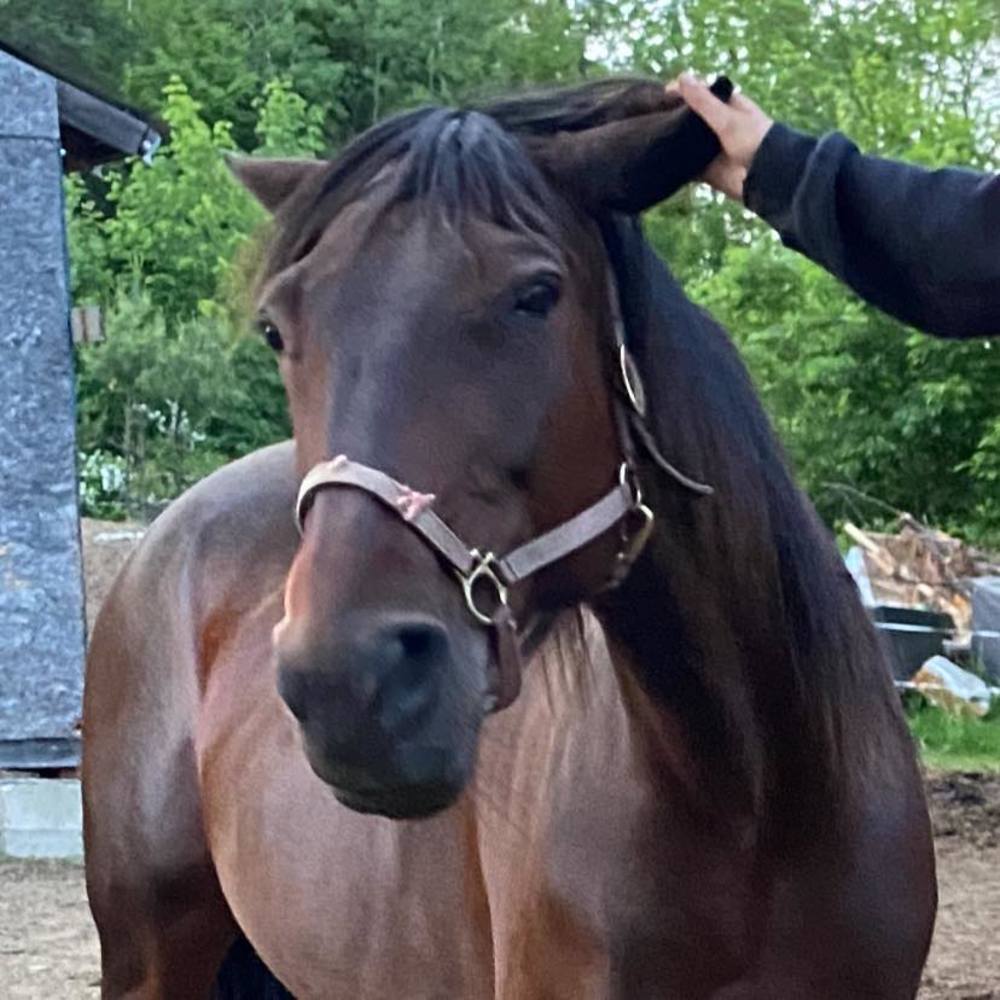 Meet your Posher, Teka